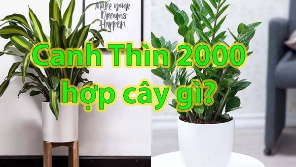 cay-canh-phong thuy-cho-tuoi-canh-thin-2000-5