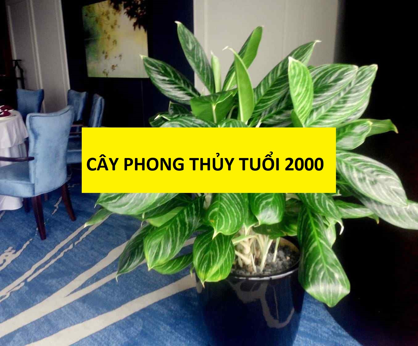 cay-canh-phong thuy-cho-tuoi-canh-thin-2000