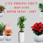 cay-canh-phong-thuy-cho-tuoi-dinh-mao-3