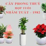 cay-canh-phong-thuy-cho-tuoi-nham-tuat-1982-4