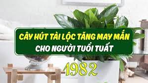 cay-canh-phong-thuy-cho-tuoi-nham-tuat-1982