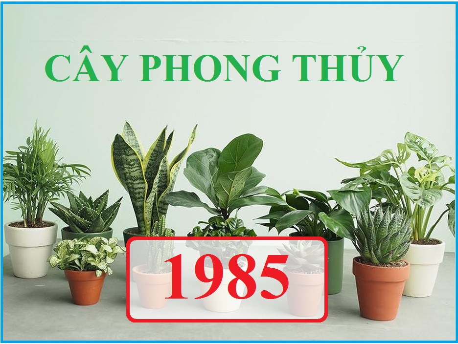 cay-phong-thuy-cho-tuoi-at-hoi-1985