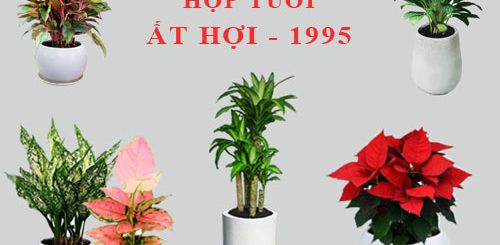 cay-phong-thuy-cho-tuoi-at-hoi-1995-4