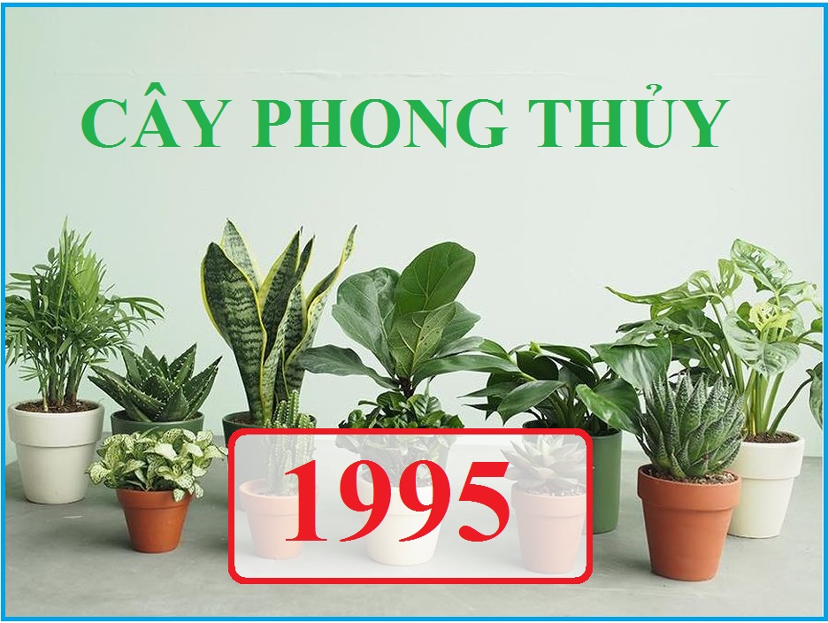 cay-phong-thuy-cho-tuoi-at-hoi-1995