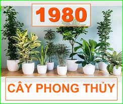 cay-phong-thuy-cho-tuoi-canh-than-1981-1