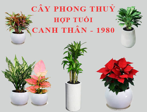 cay-phong-thuy-cho-tuoi-canh-than-1981-5