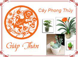 cay-phong-thuy-cho-tuoi-giap-than