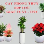 cay-phong-thuy-cho-tuoi-giap-tuat-1994-4