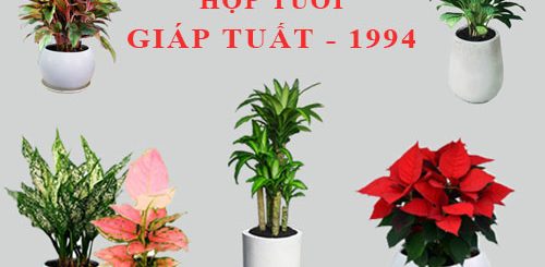 cay-phong-thuy-cho-tuoi-giap-tuat-1994-4