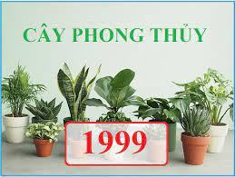 cay-phong-thuy-cho-tuoi-ky-mao-1999