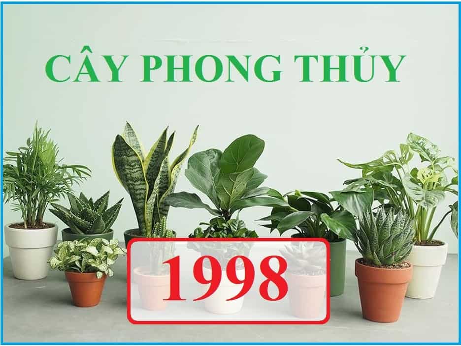 cay-phong-thuy-cho-tuoi-mau-dan-1998