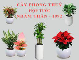 cay-phong-thuy-cho-tuoi-nham-than-1992-4