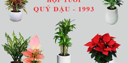 cay-phong-thuy-cho-tuoi-quy-dau-1993-3