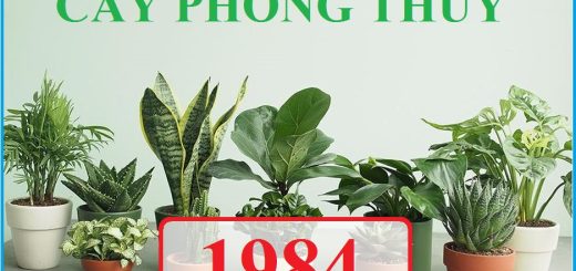 cay-phong-thuy-hop-tuoi-giap-ty-1984-3