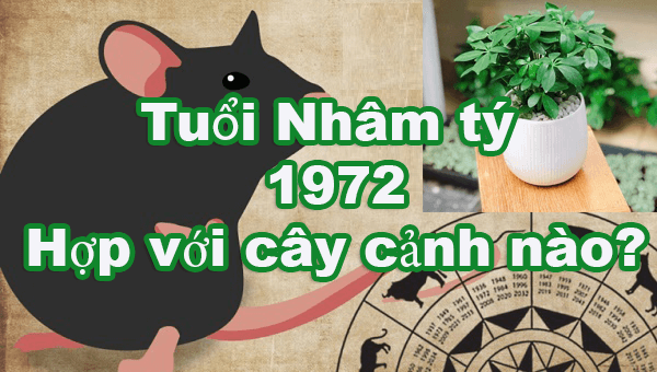 cay-phong-thuy-tuoi-nham-ty-1972-4