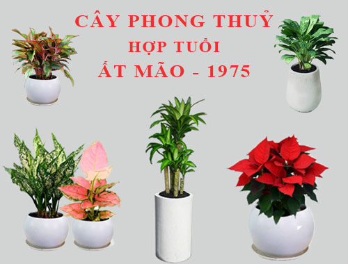 tuoi-at-mao-1975-hop-cay-canh-gi-1