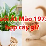 tuoi-at-mao-1975-hop-cay-canh-gi
