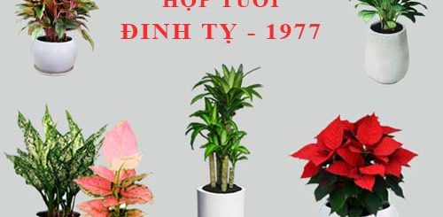 tuoi-dinh-ty-1977-hop-cay-canh-gi-3