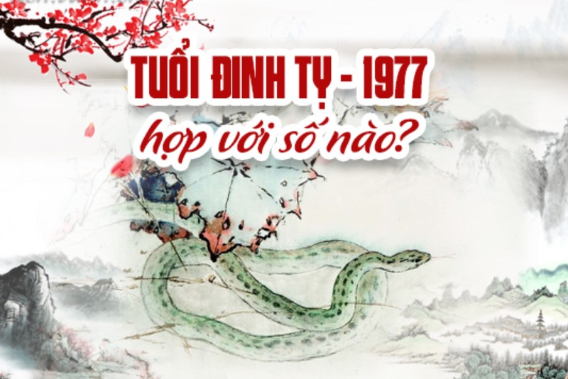 tuoi-dinh-ty-1977-hop-so-nao