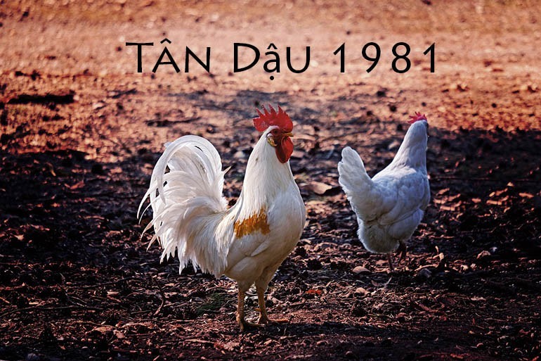 tuoi-tan-dau-1981-hop-so-may